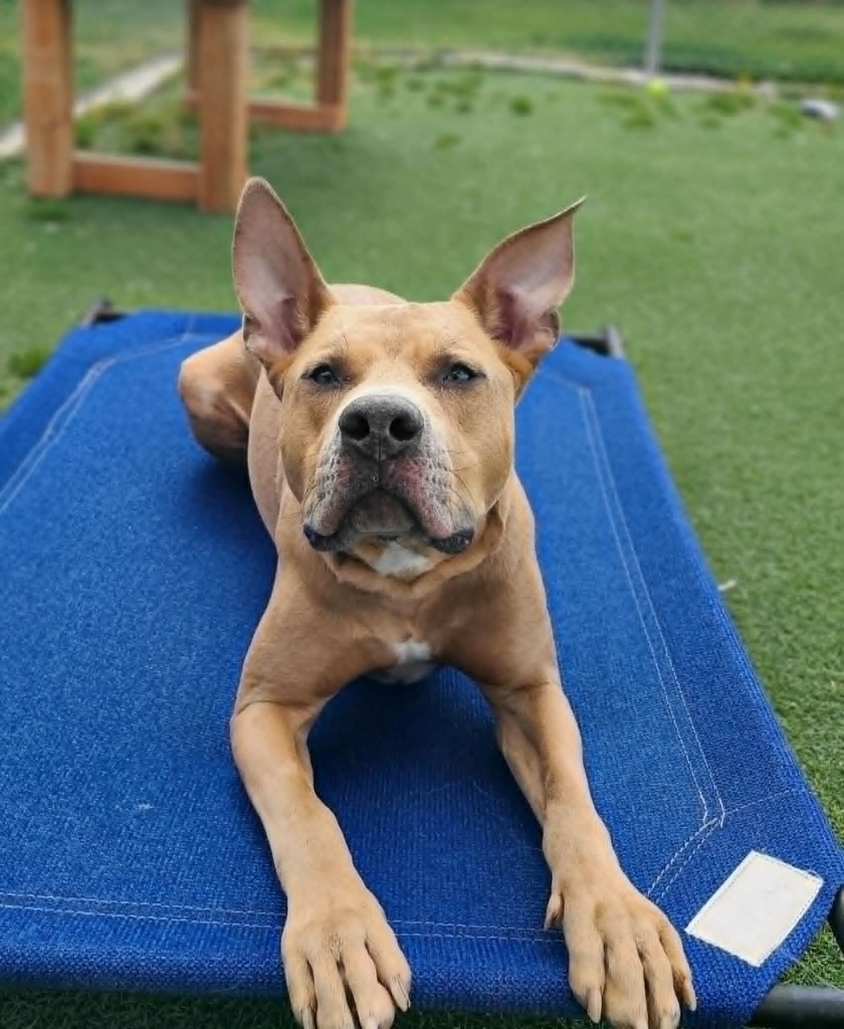 Picture of the Animal Listed